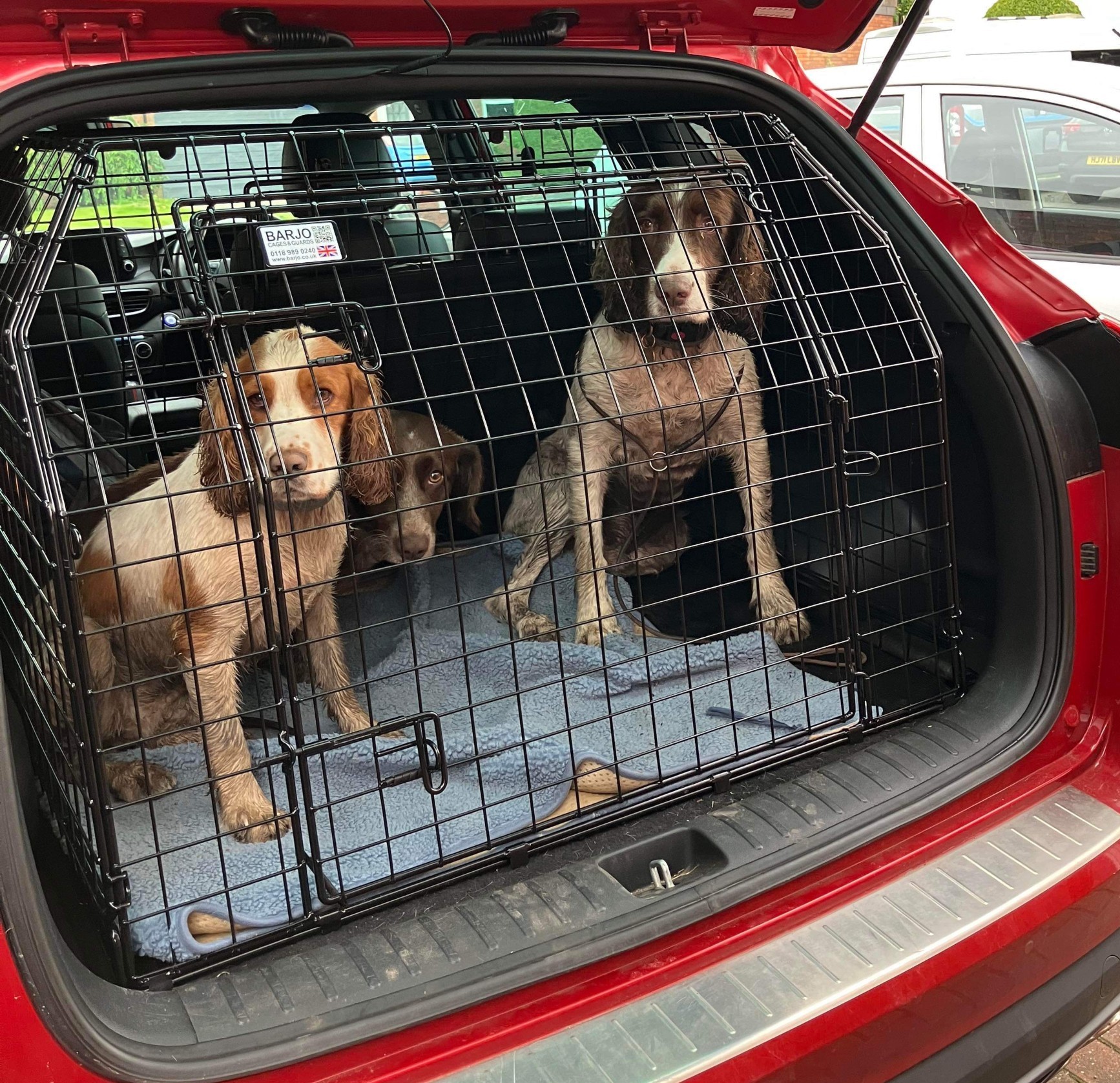 2019 Oxo, Minnie and Obi copy.jpg