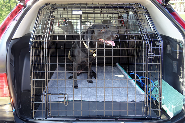 Bespoke Car Cage - Toyota Rav 4 5 dr (2013-2019) 4×4