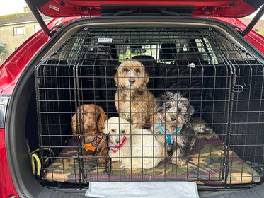 Bespoke Car Cage - Mazda CX5 (2012-2017)