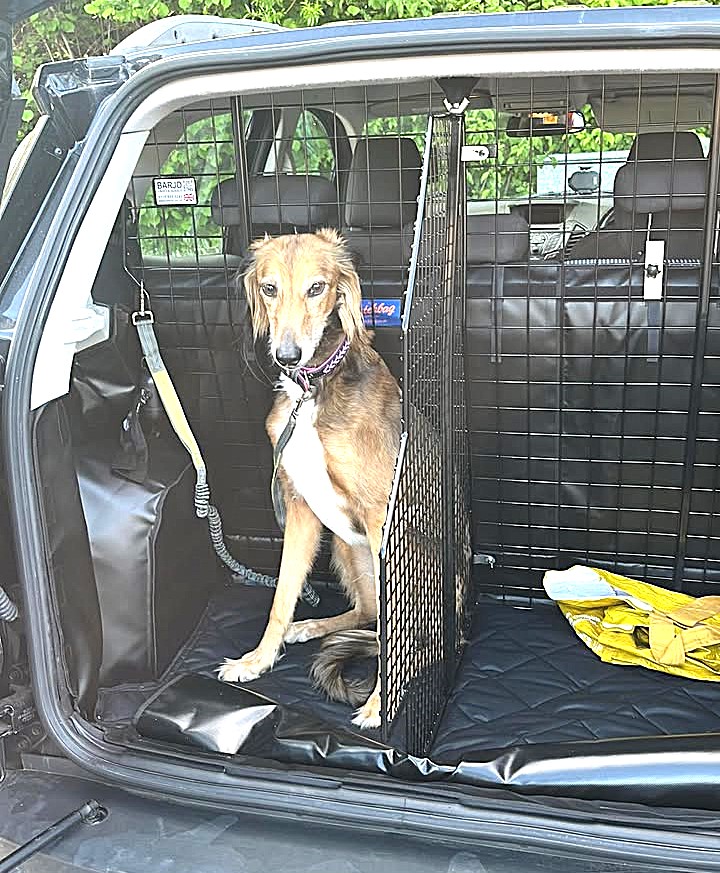 Dog Guard and Divider - Ford EcoSport 2014-2018