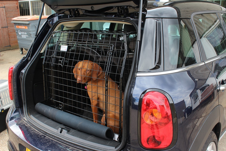 vitamins for dog coat