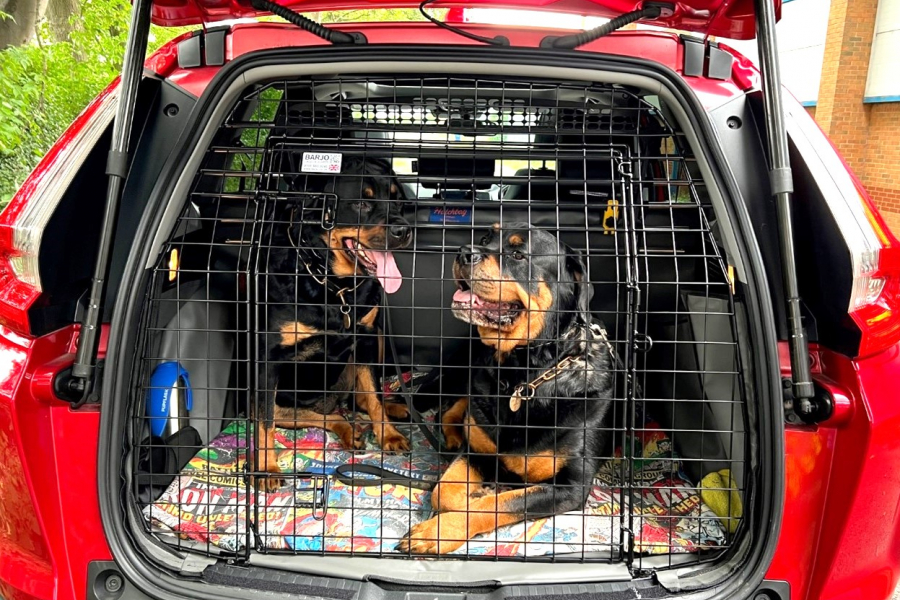 Tailgate Dog Guard For Honda Crv Honda CRV 2017 2023 Custom Made